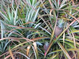 Pineapple Farm Day Trip