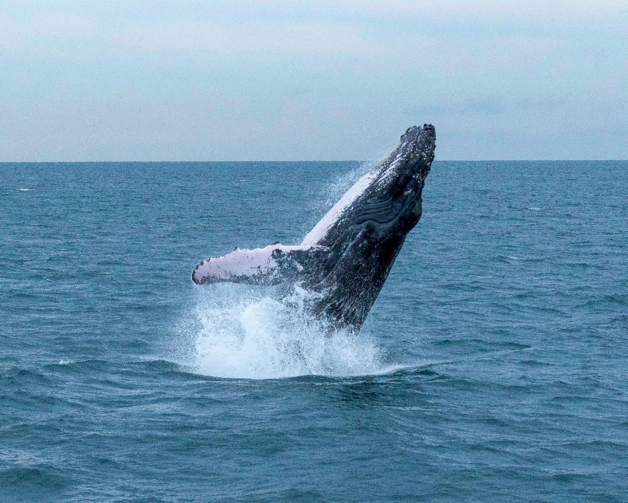 Whale Watching & Beach All Inclusive