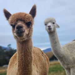 Akaroa Alpaca Farm - Small Group Tour