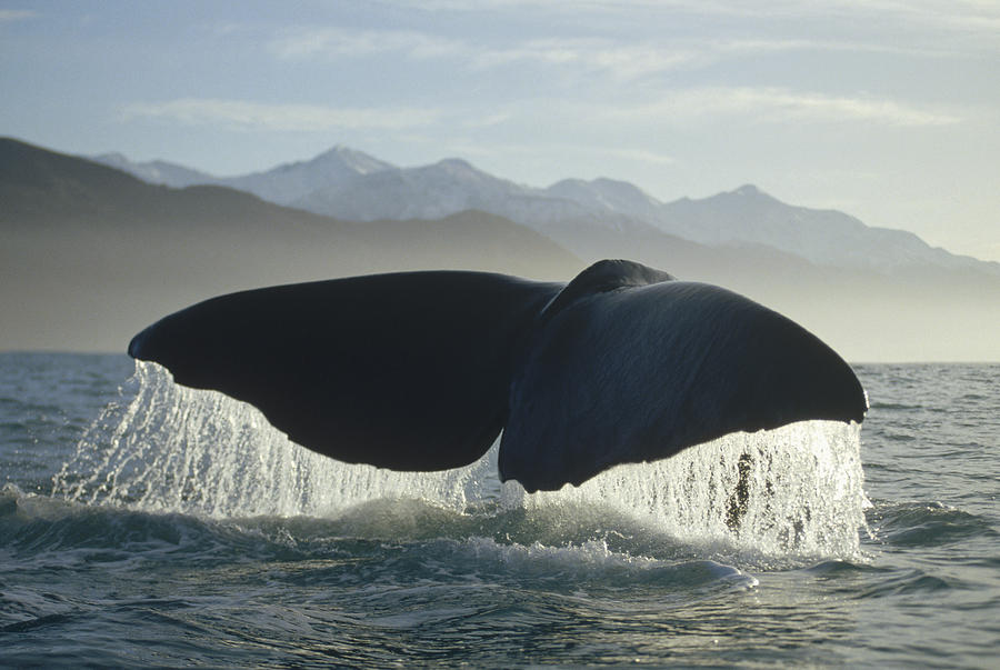 Private Kaikoura Whale Watch