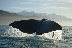 Private Kaikoura Whale Watch