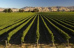 4 day Marlborough via Kaikoura and West Coast to Queenstown: Private Tour
