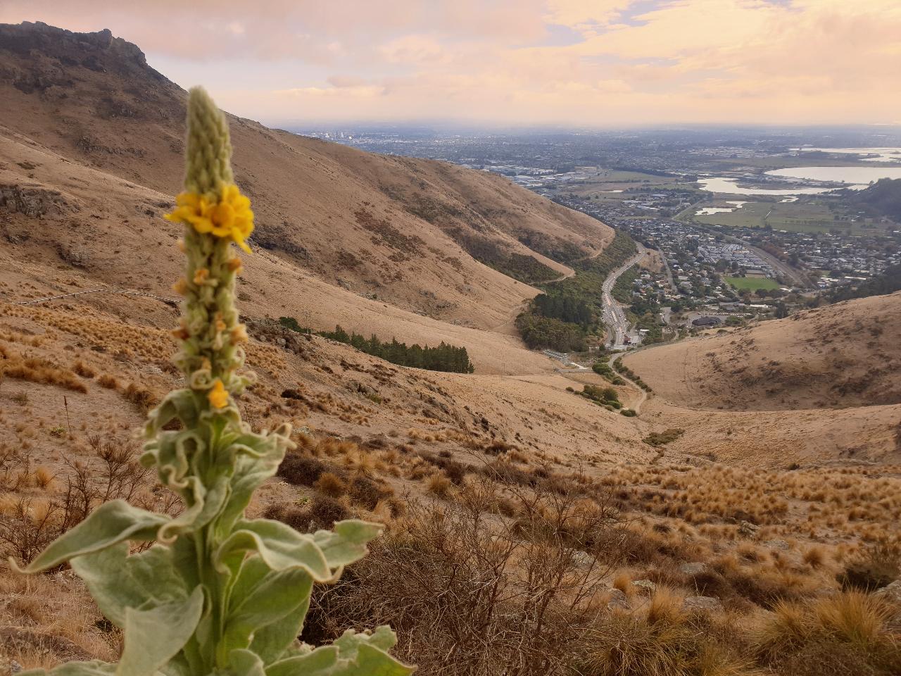 Port Hills guided hike with city tour