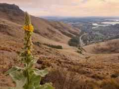 Port Hills guided hike with city tour