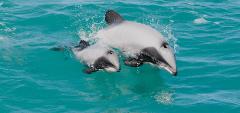 Private Akaroa Harbour Cruise to see Hector’s Dolphins