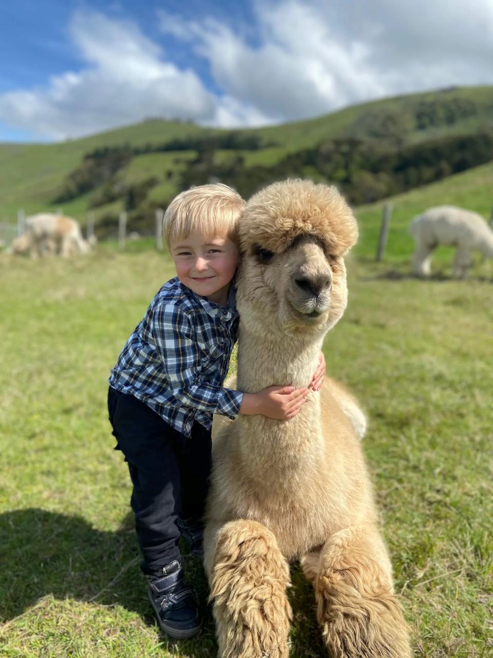 Private Akaroa Alpaca Farm Tour