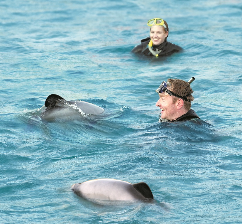 Akaroa Swimming with Dolphins