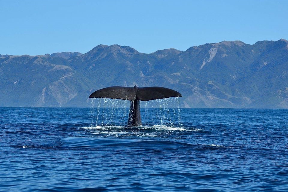 Kaikoura Wings over Whales