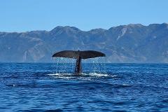 Private Kaikoura Whale Watch
