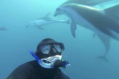 Private Kaikoura Swimming with Dolphins