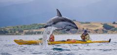Kaikoura Guided Kayak Small Group Tour