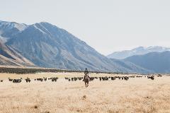 High-Country Farm Tour and Arthurs Pass National Park Adventure