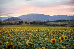 Private Royalburn Farm Tour and Lunch from Queenstown