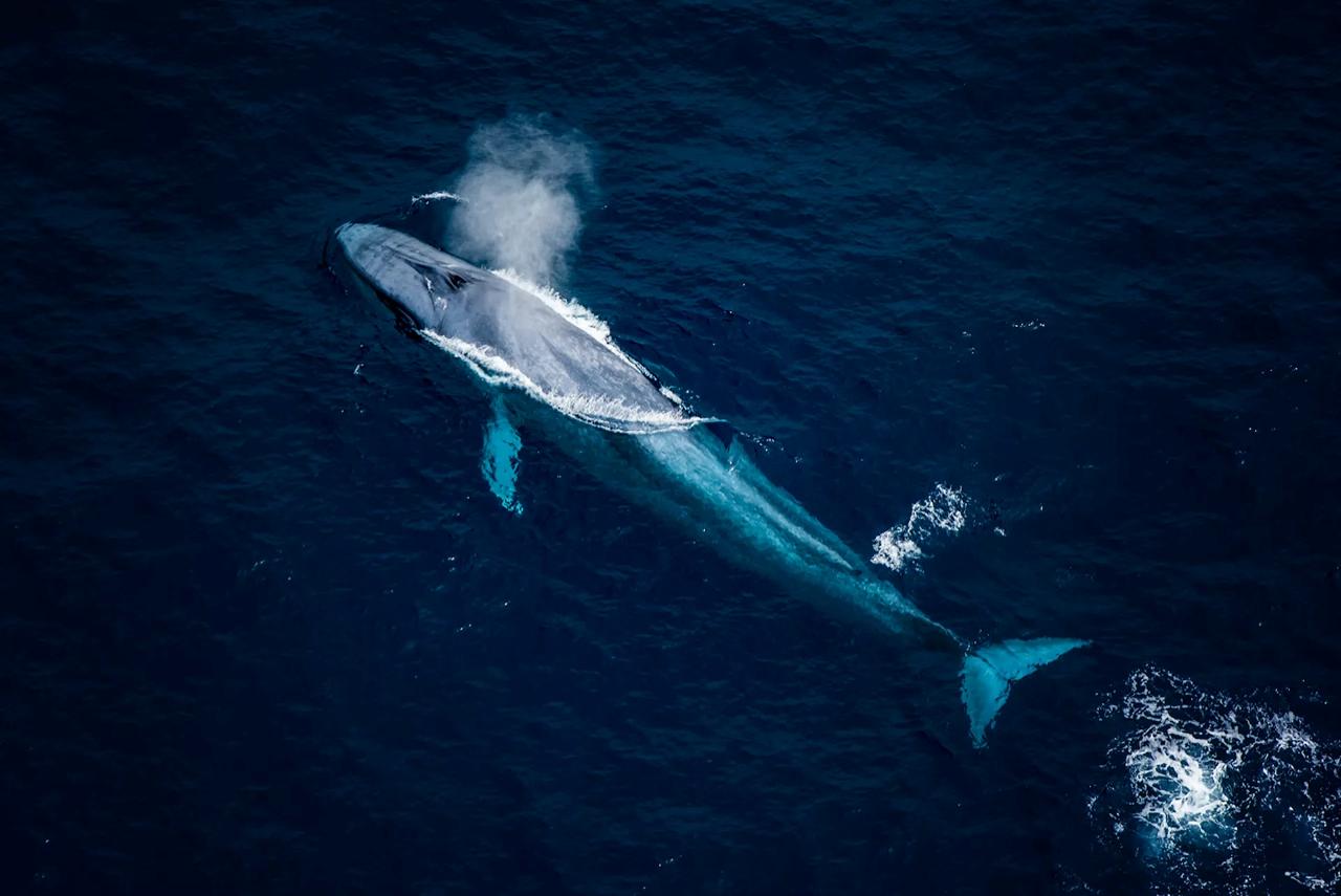 Kaikoura Wings over Whales - Small Group Tour