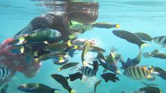 Private Snorkeling at Pulau Payar Marine Park by Sea Hawk