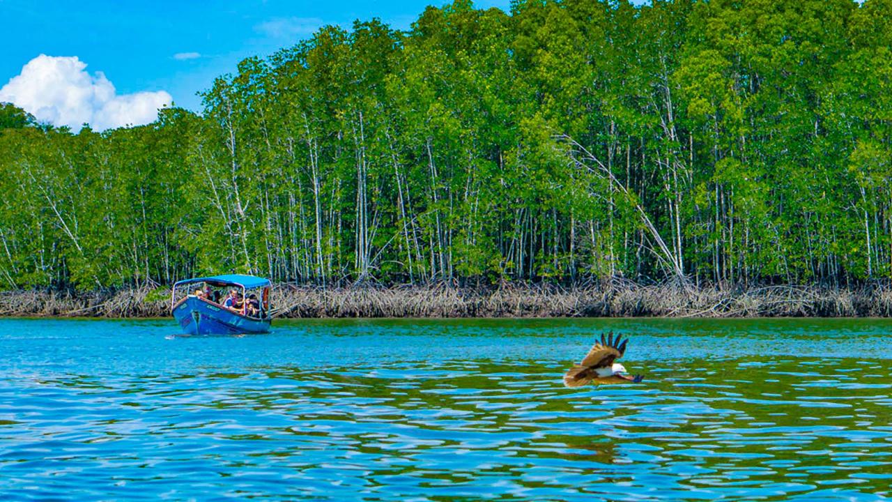 unesco geopark mangrove cruise