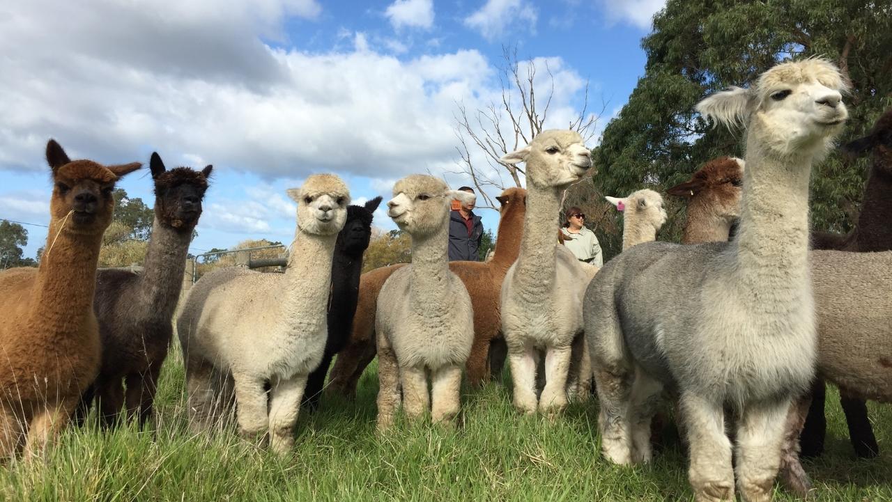 Alpaca Farm 1 hour Tour