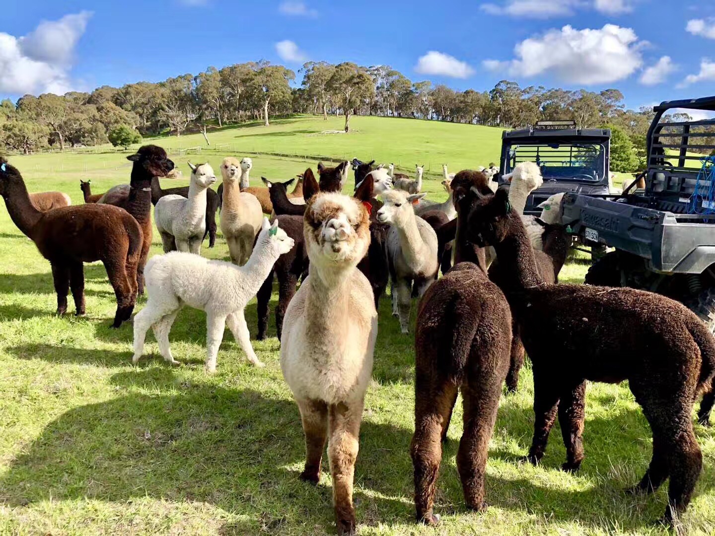 Alpaca Farm 90 min Tour
