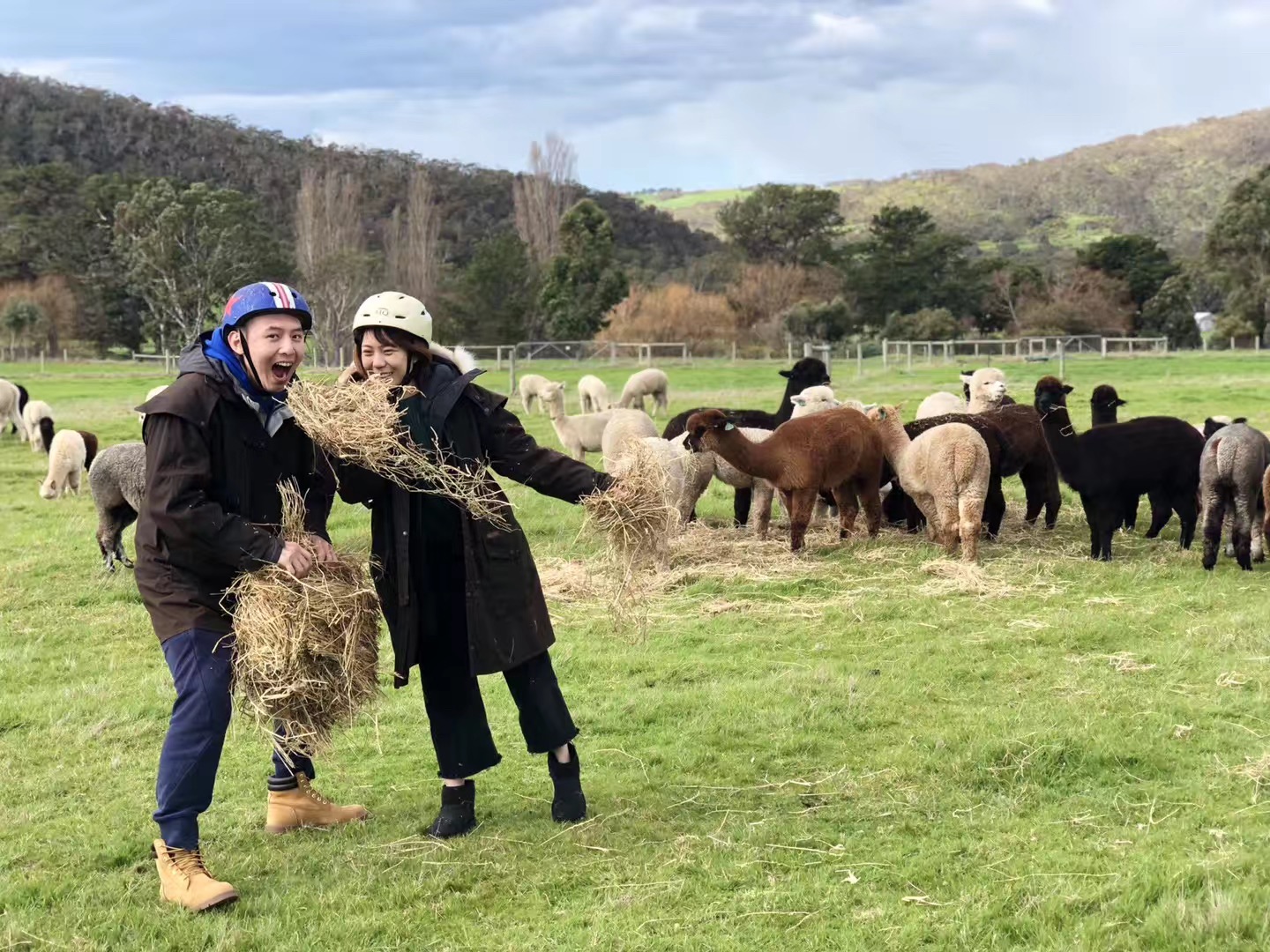 Alpaca Farm 90 min Tour