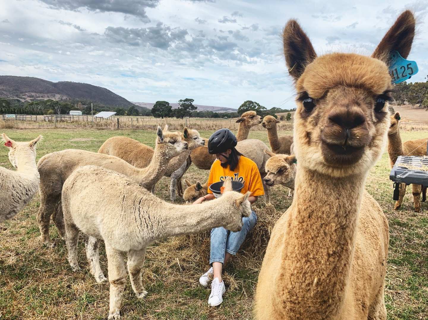 Alpaca Farm 90 min Tour