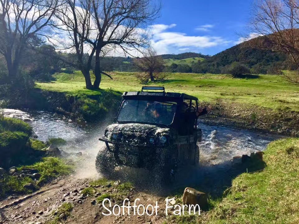 Alpaca Farm 90 min Tour