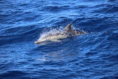 Dolphin Research Voyage 2024