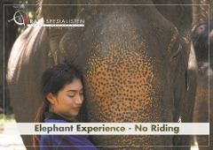 Elephant Experience - Half day program