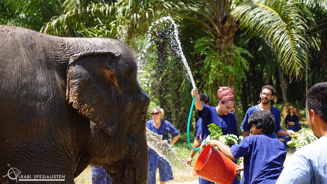 Elephant Spa Experience