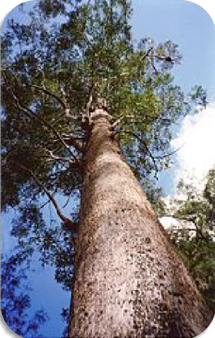 Illawong Nature Reserve – Wetland & Woodland Wander