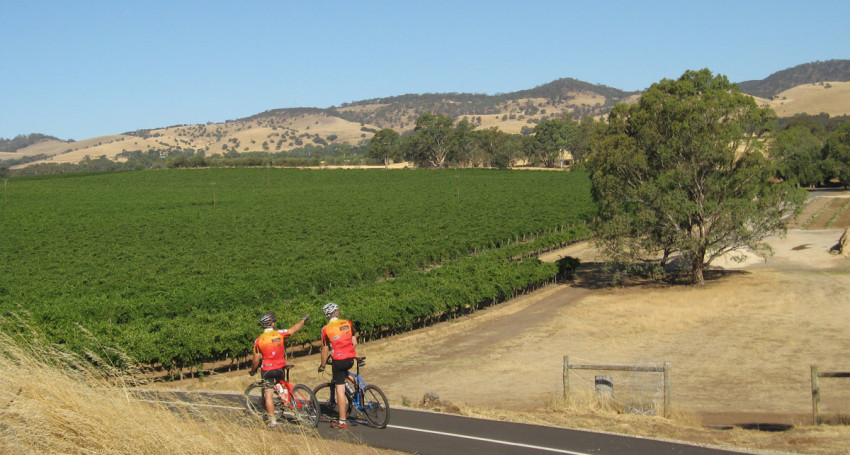 Tour de South Australia Vineyards - Guided tour