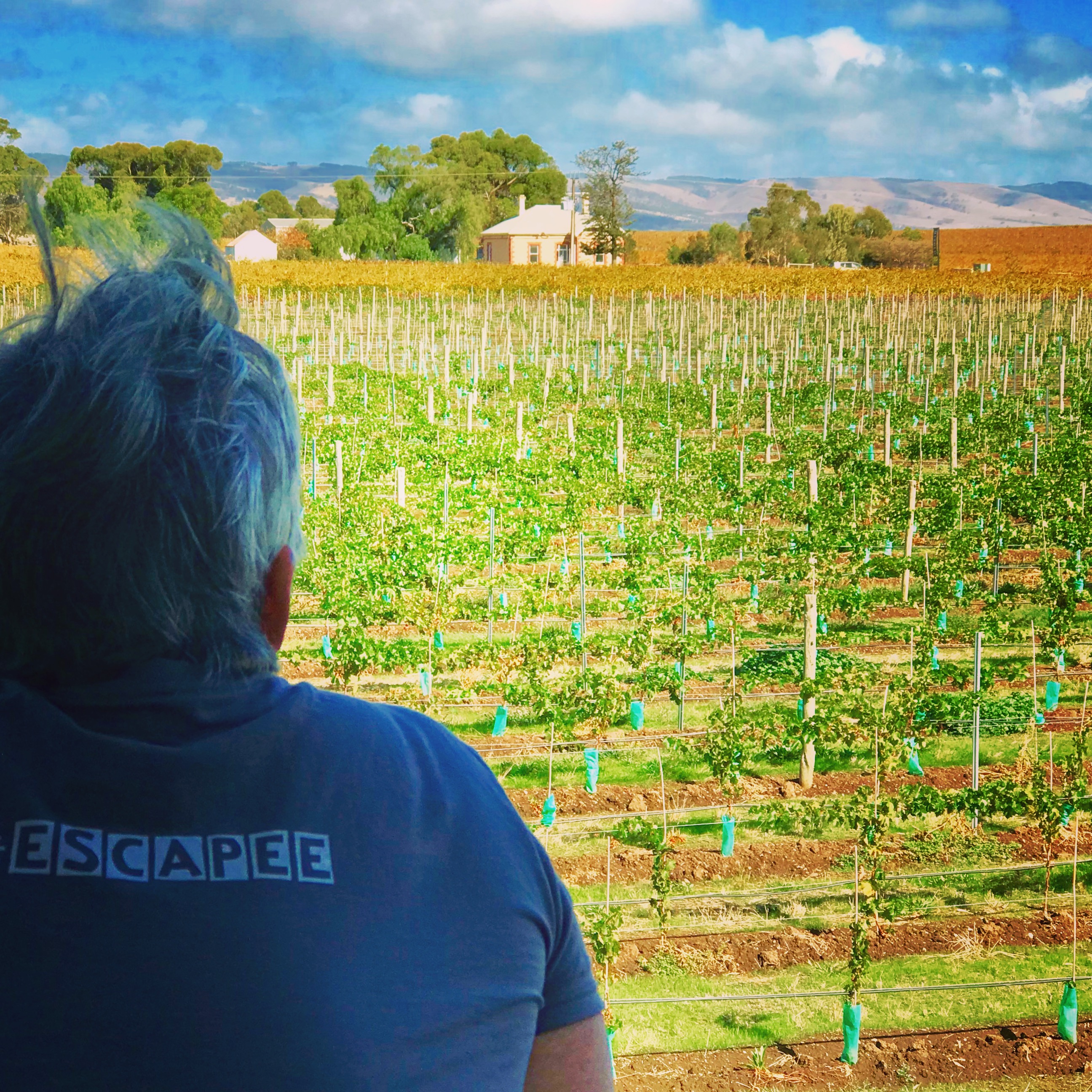 Tour de McLaren Vale - Guided Day Tour from Adelaide