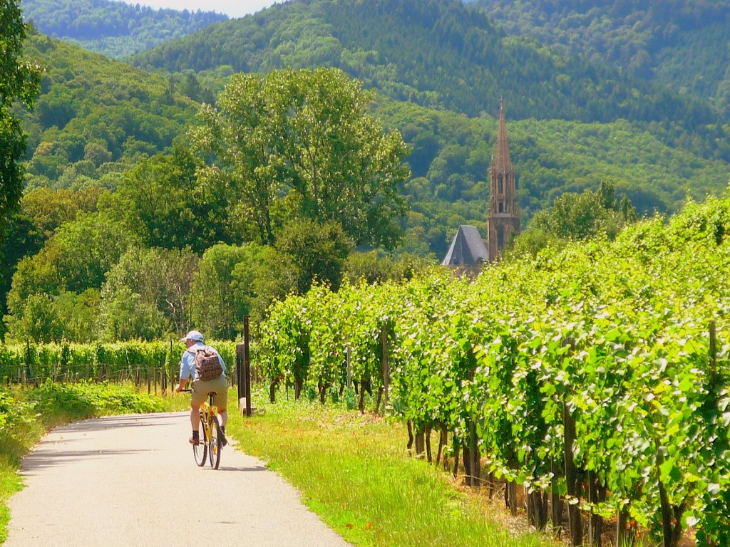 Tour de Alsace Vineyards