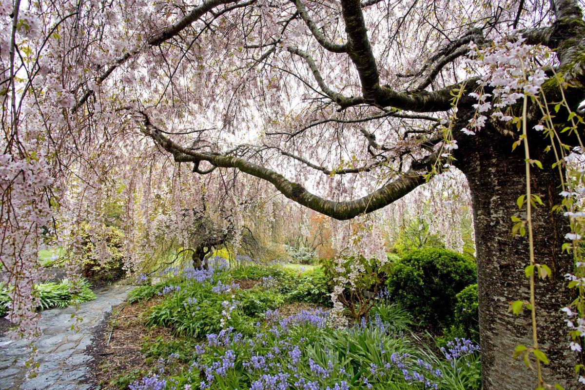 Spectacular Cool-Climate Blue Mountains Botanic Gardens 3 hour Caprice Limousine with Chauffeur