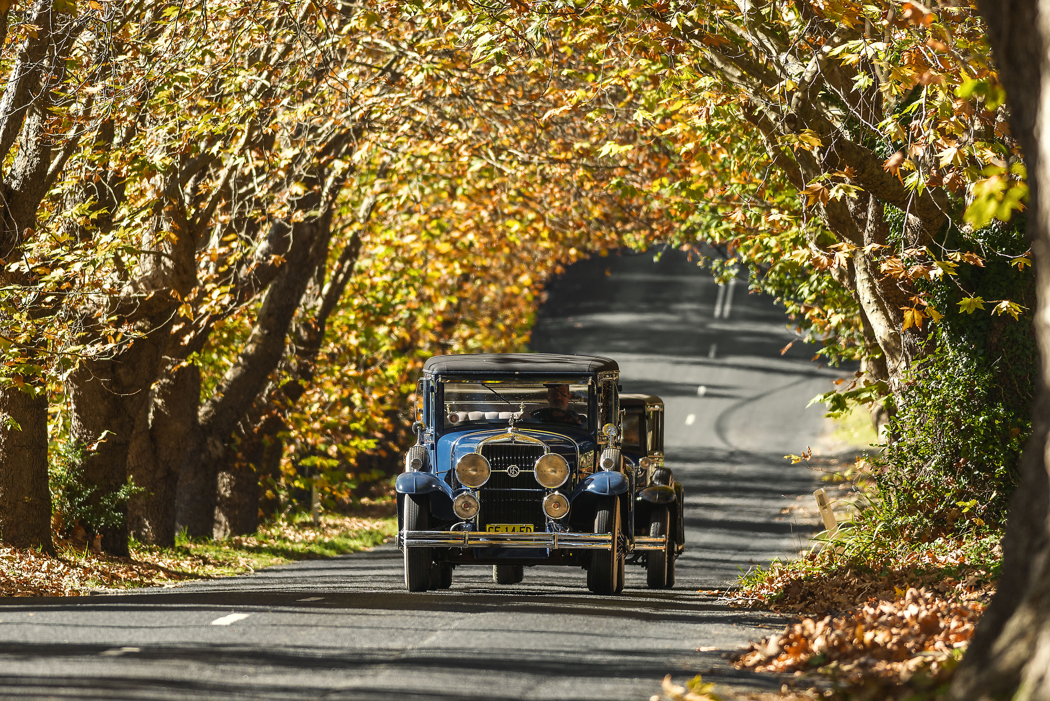 Two hour Blue Mountains Tour in a Luxury Vintage 1929 Cadillac LaSalle, the Limousine of 1920's.