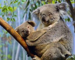Pinnacles, Swan Valley Wildlife Park & Lancelin (Optional Sandboarding)