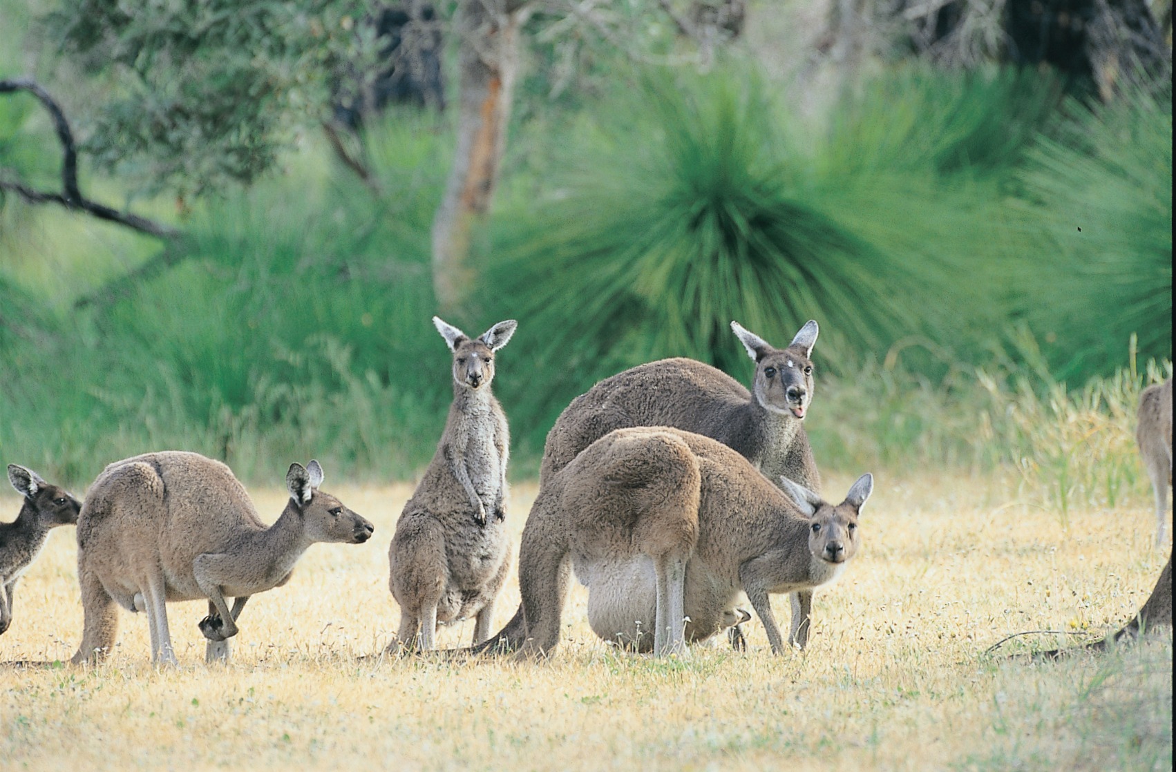 Pinnacles, Swan Valley Wildlife Park & Lancelin (Optional Sandboarding)