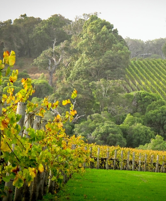 Full-Day Perth, Fremantle, Swan Valley & Wildlife