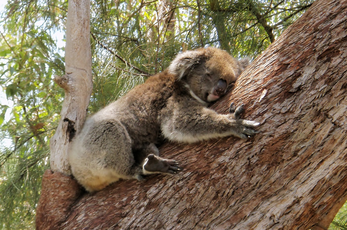 Yanchep, Koalas & Crystal Cave