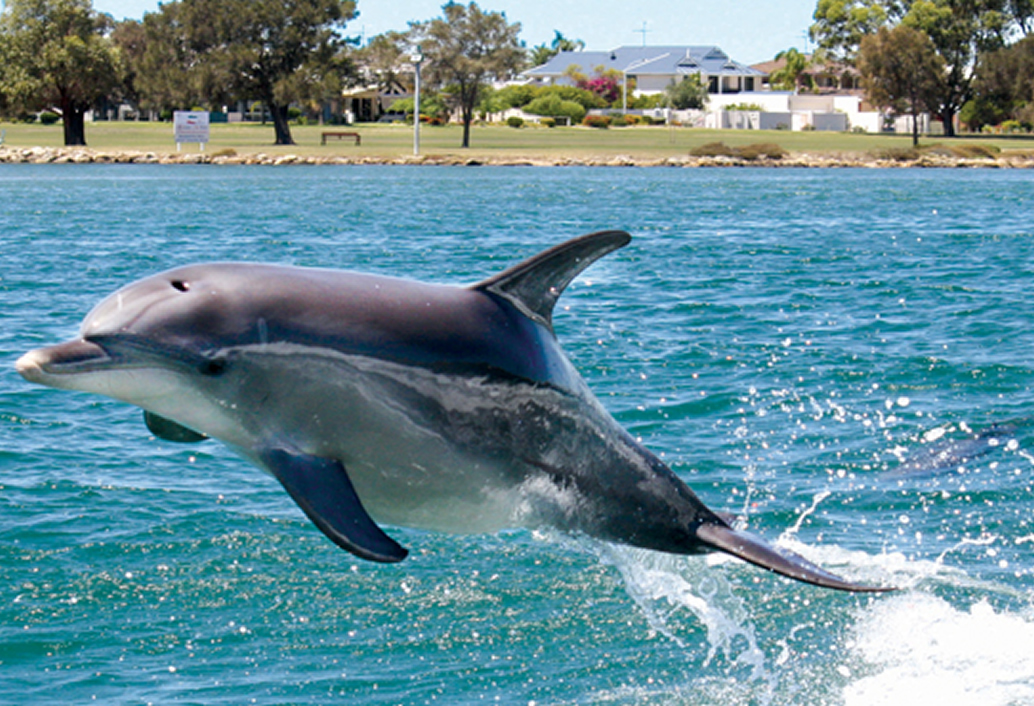 Mandurah Canals & Dolphin Watch Cruise