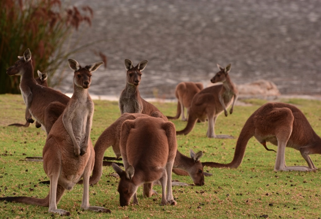 Pinnacles, Yanchep National Park & Lancelin (Optional Sandboarding & Lobster)