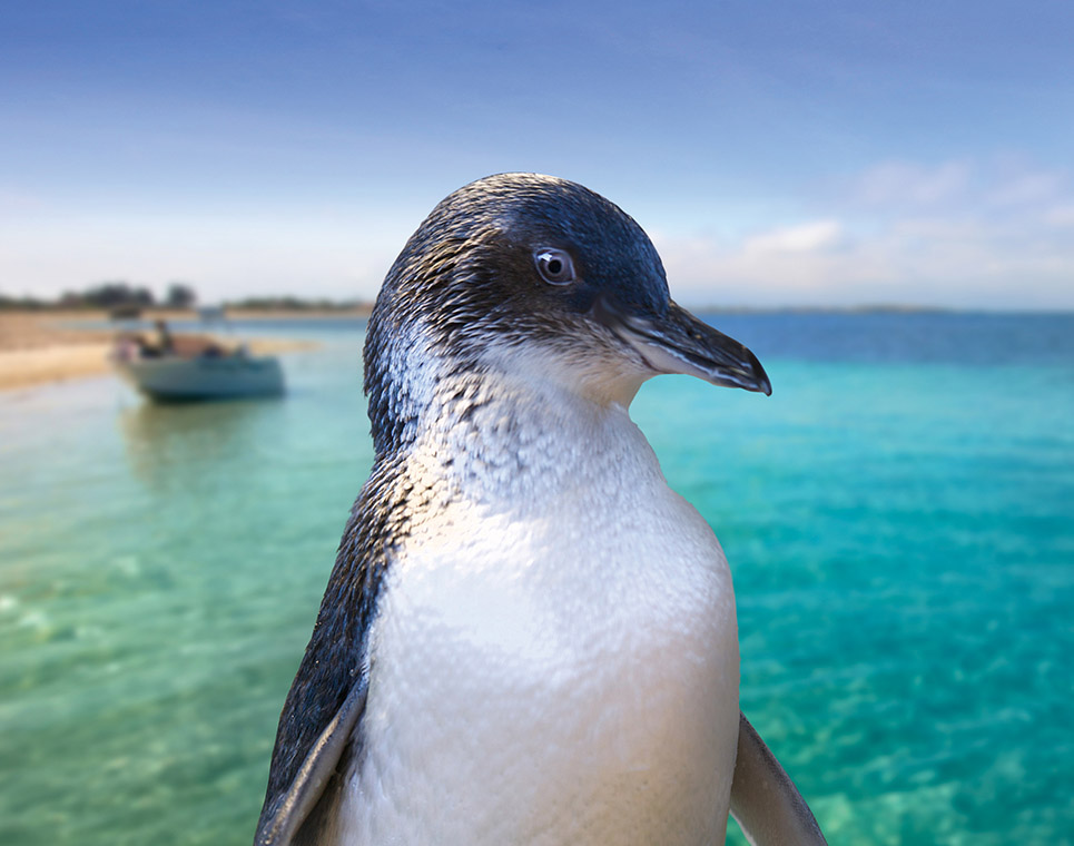 Penguin Island & Mandurah Canal Cruise