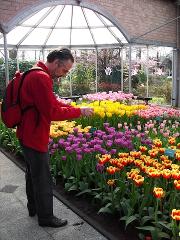 Keukenhof Tulip Garden and Haarlem