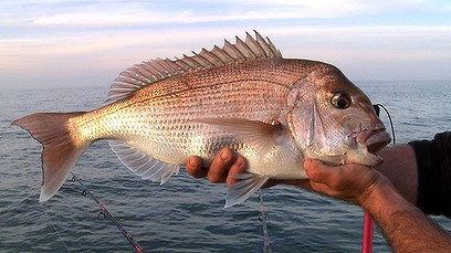 "quickfish" 2 hour hire - classic boat, **traditional, strong