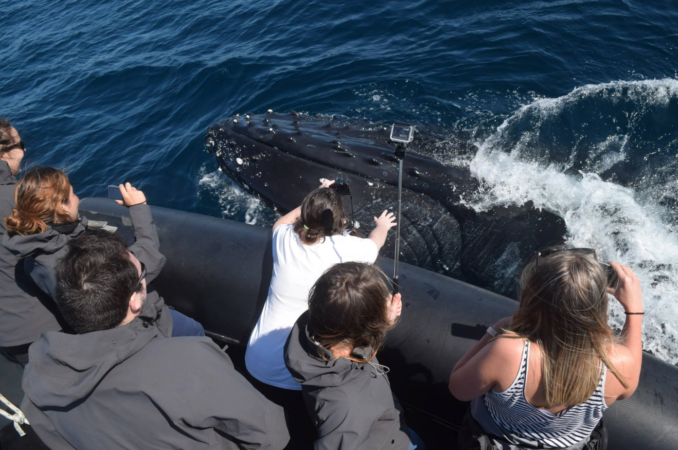 Whale Watching - Circular Quay Departure - Agent