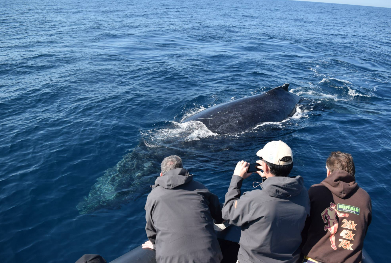 Whale Watching - Circular Quay Departure - Agent