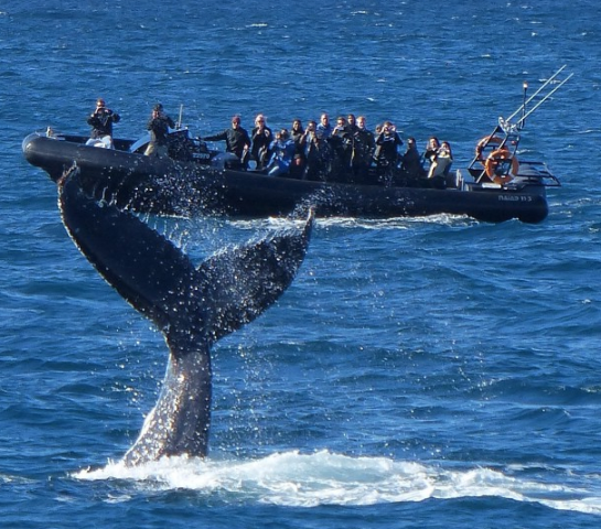 Whale Watching SAFARI onboard Ocean Extreme (Circular Quay)