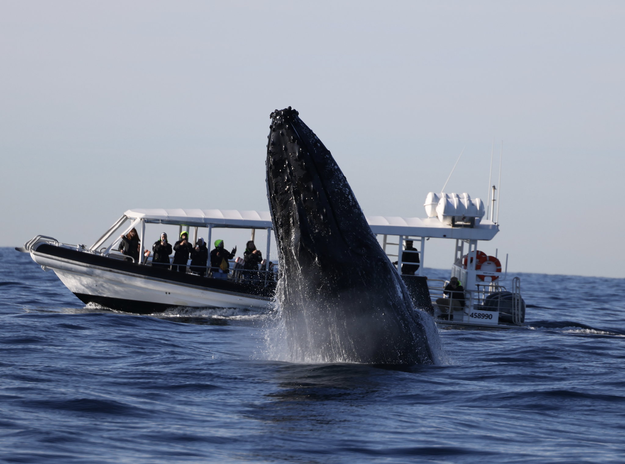 Whale Watching on OSPREY - Circular Quay - Agent