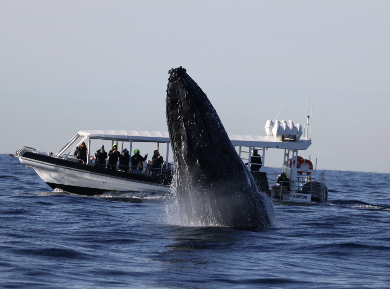 Whale Watching on vessel OSPREY - Circular Quay - Agent