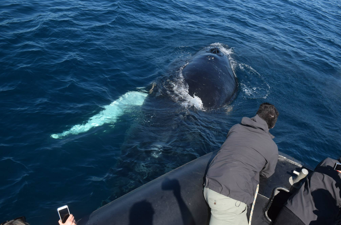Whale Watching - Circular Quay Departure - Agent