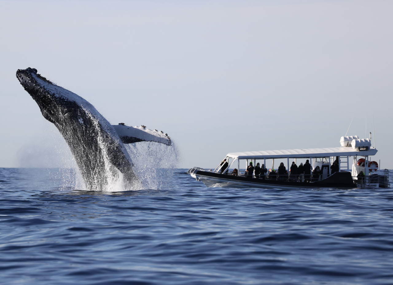 Whale Watching on vessel OSPREY - Rose Bay - Agent